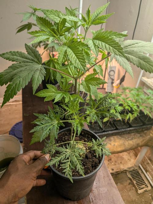 Frosty's Auto Freak. Week 8