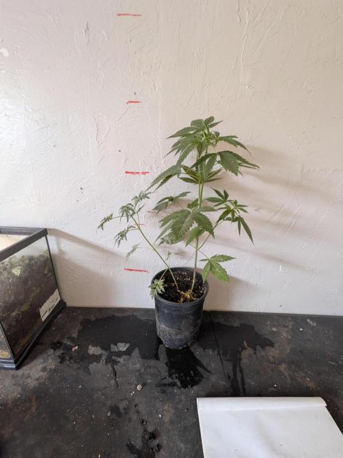 Khalifa Genetica Purple FreakShow. Week 9