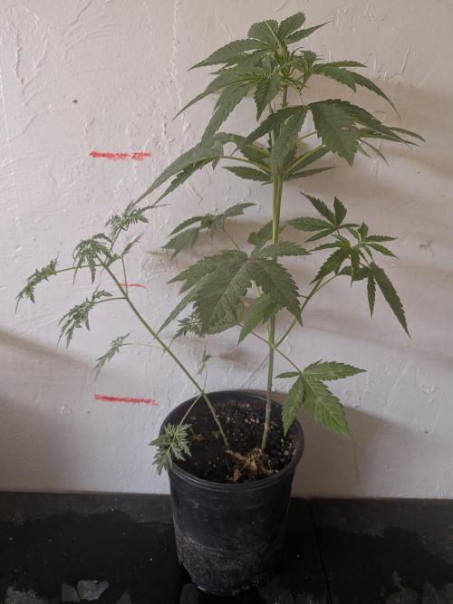 Khalifa Genetica Purple FreakShow. Week 9