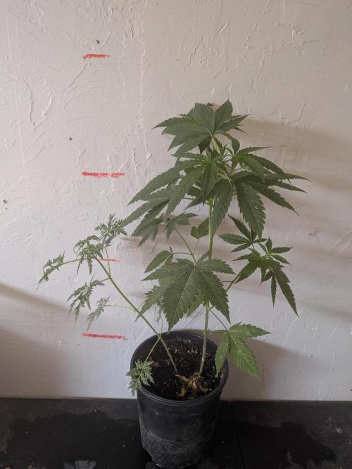 Khalifa Genetica Purple FreakShow. Week 9