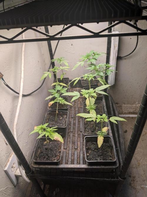 Zion train old man cologne/lime sneakers. Week 6