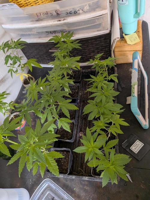 Zion train old man cologne/lime sneakers. Week 7