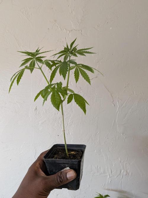 Zion train old man cologne/lime sneakers. Week 7