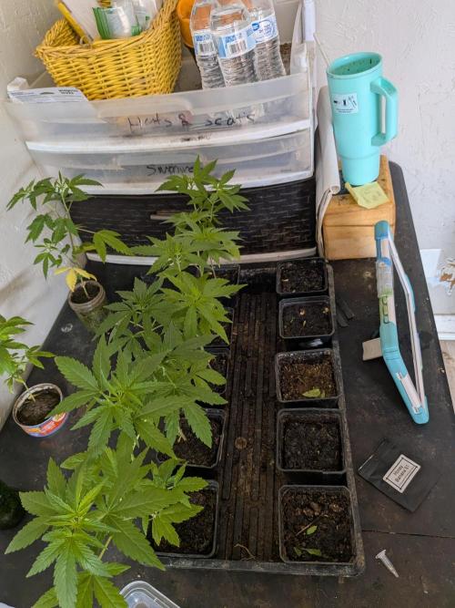 Zion train old man cologne/lime sneakers. Week 7