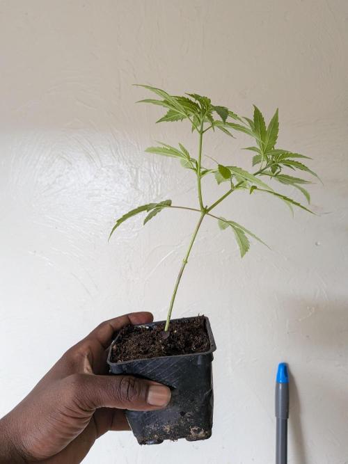 Zion train old man cologne/lime sneakers. Week 7