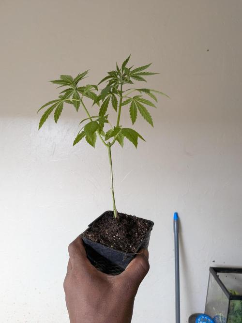 Zion train old man cologne/lime sneakers. Week 7