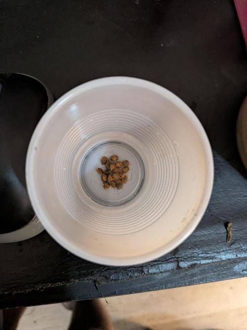 Roger X Series: Finding Cannabranium. Week 0 - 06122026 20 seeds were dropped in water to soak for 24 hours