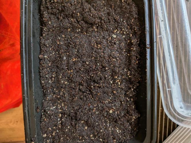 Roger X Series: Finding Cannabranium. Week 0 - Soil helps keep the seeds from getting warm and helps keep humidity