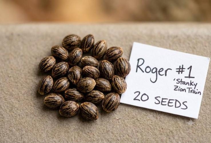 Roger X Series: Finding Cannabranium. Week 0