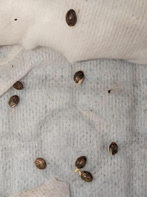 Roger #1 Series: Finding Cannabranium. Week 0 - real vigor in these seeds