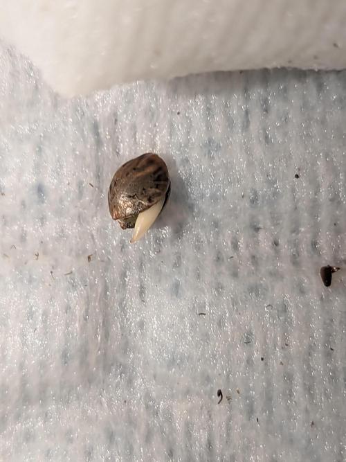 Roger #1 Series: Finding Cannabranium. Week 0 - 24 hours is short and that's a healthy tap