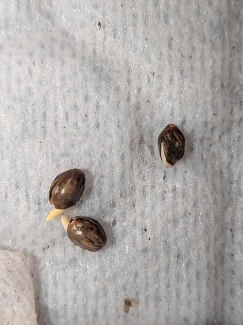 Roger #1 Series: Finding Cannabranium. Week 0 - more healthy tap roots