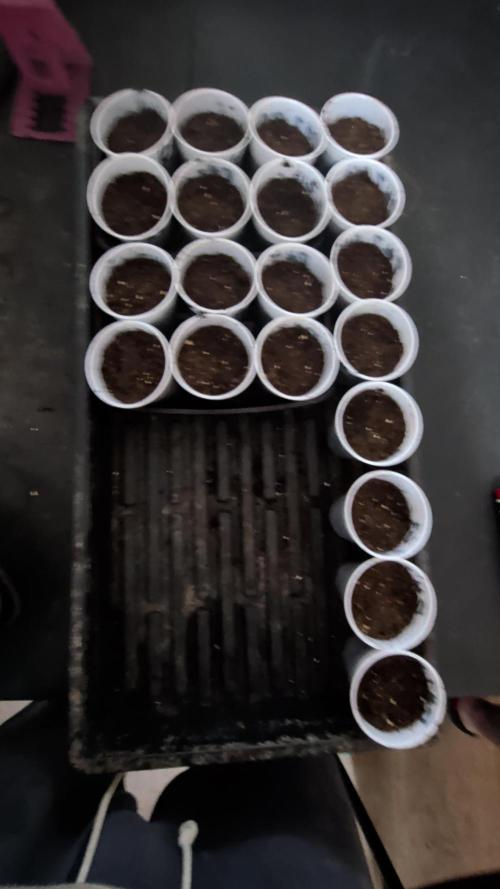 Roger #1 Series: Finding Cannabranium. Week 0 - 20 seeds 20 tap roots