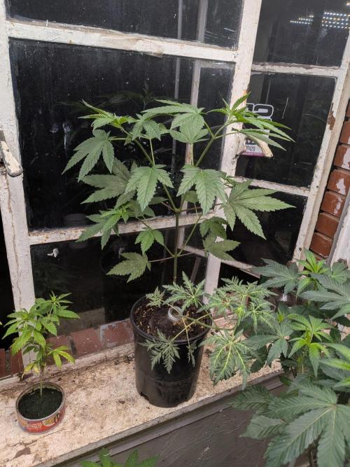 Khalifa Genetica Purple FreakShow. Week 10
