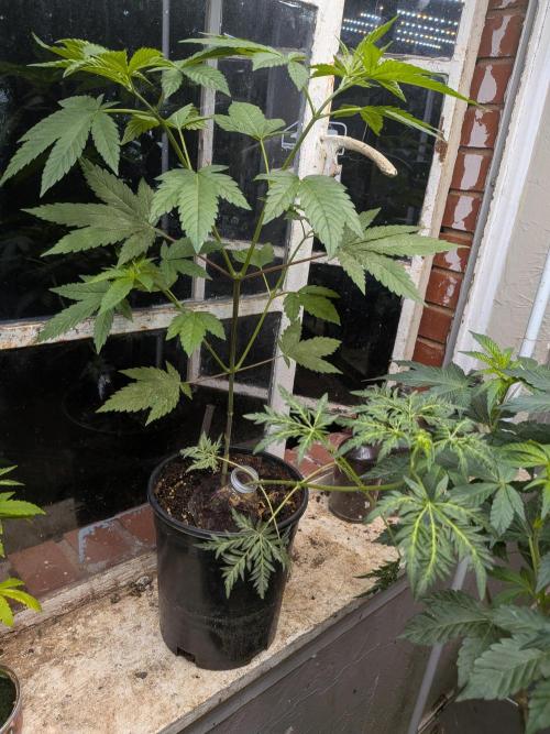 Khalifa Genetica Purple FreakShow. Week 10