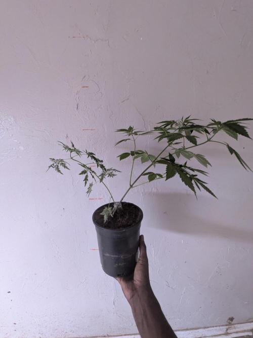 Khalifa Genetica Purple FreakShow. Week 10