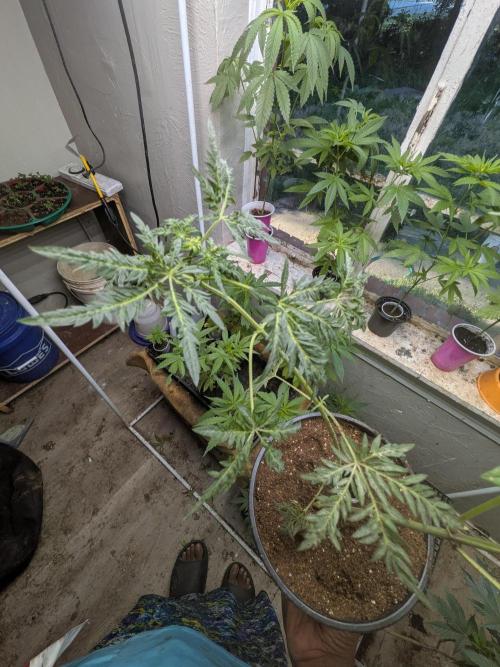 Khalifa Genetica Purple FreakShow. Week 10