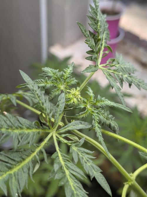 Khalifa Genetica Purple FreakShow. Week 10