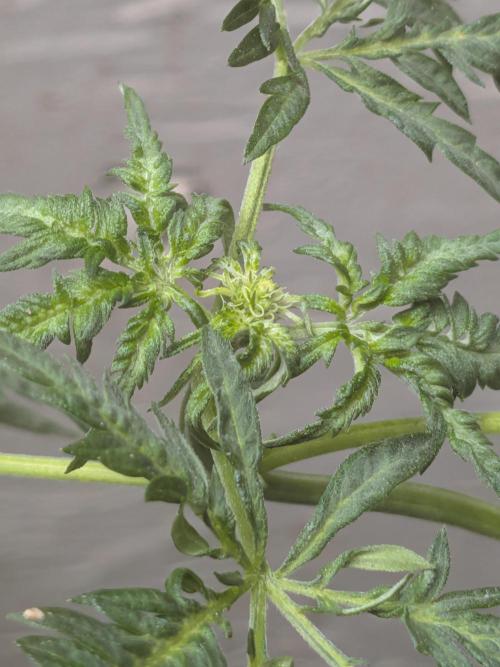 Khalifa Genetica Purple FreakShow. Week 10