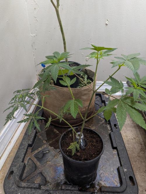 Khalifa Genetica Purple FreakShow. Week 10