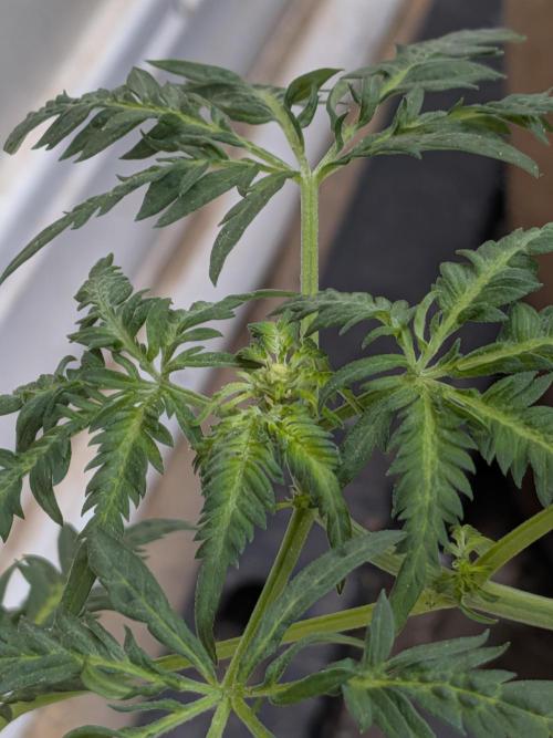 Khalifa Genetica Purple FreakShow. Week 10