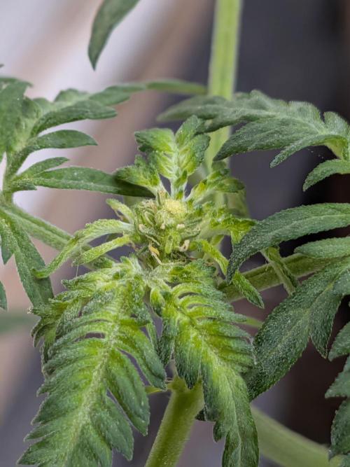 Khalifa Genetica Purple FreakShow. Week 10