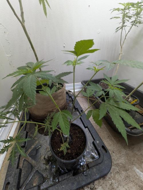 Khalifa Genetica Purple FreakShow. Week 10