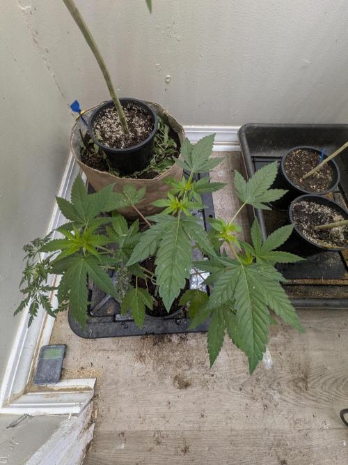 Khalifa Genetica Purple FreakShow. Week 10