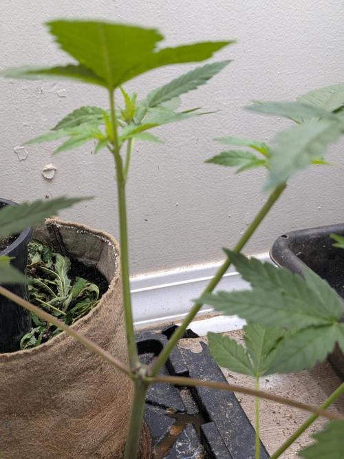 Khalifa Genetica Purple FreakShow. Week 10