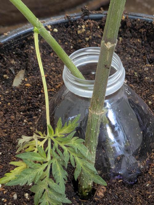 Khalifa Genetica Purple FreakShow. Week 10