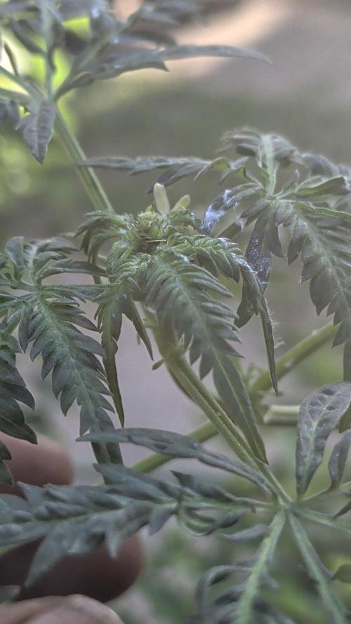 Khalifa Genetica Purple FreakShow. Week 10