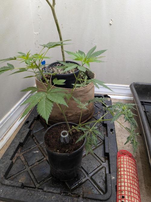 Khalifa Genetica Purple FreakShow. Week 10