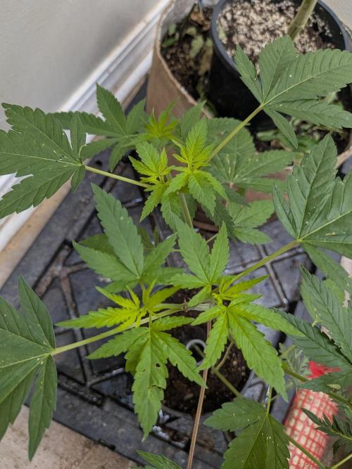 Khalifa Genetica Purple FreakShow. Week 10