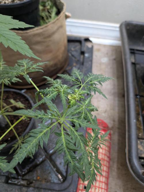 Khalifa Genetica Purple FreakShow. Week 10
