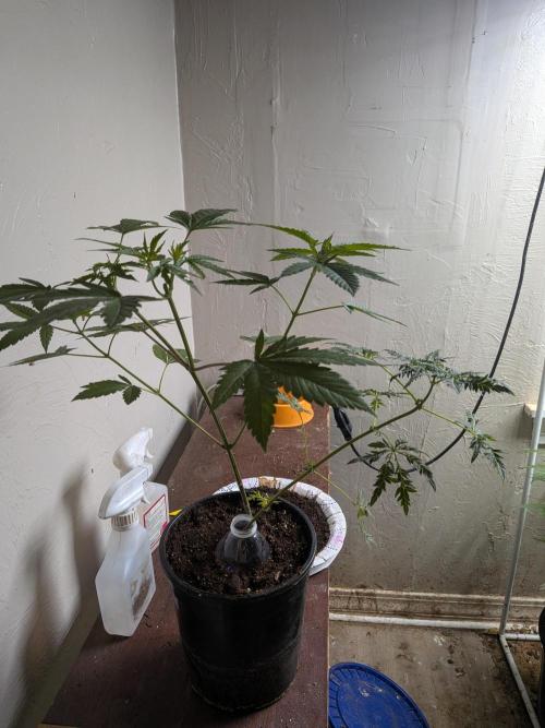 Khalifa Genetica Purple FreakShow. Week 10
