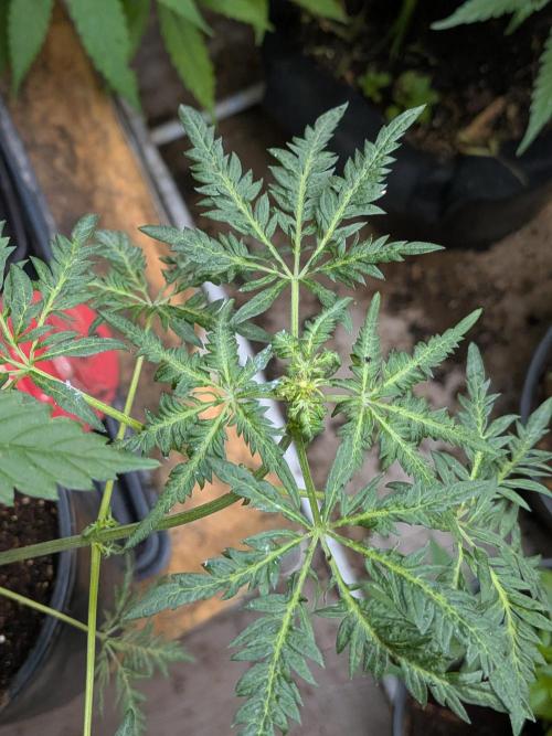 Khalifa Genetica Purple FreakShow. Week 10