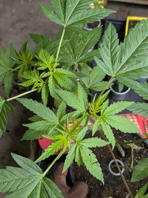 Khalifa Genetica Purple FreakShow. Week 10