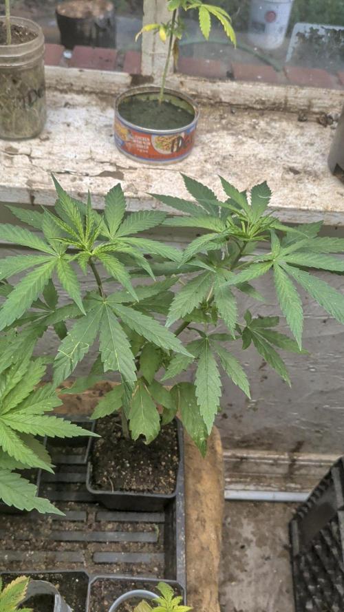 Zion train old man cologne/lime sneakers. Week 8