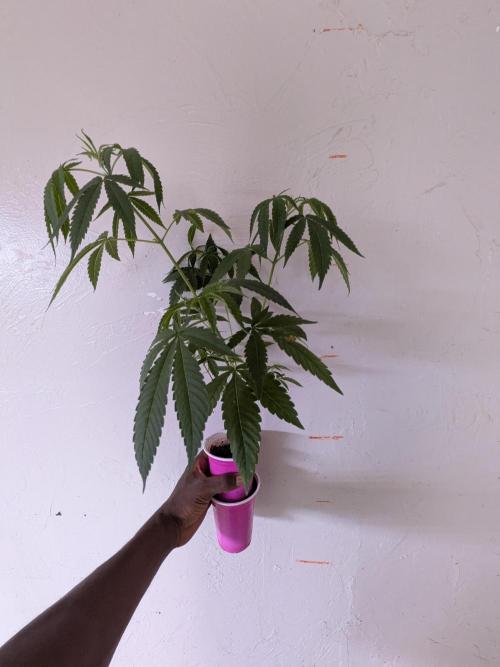 Zion train old man cologne/lime sneakers. Week 8