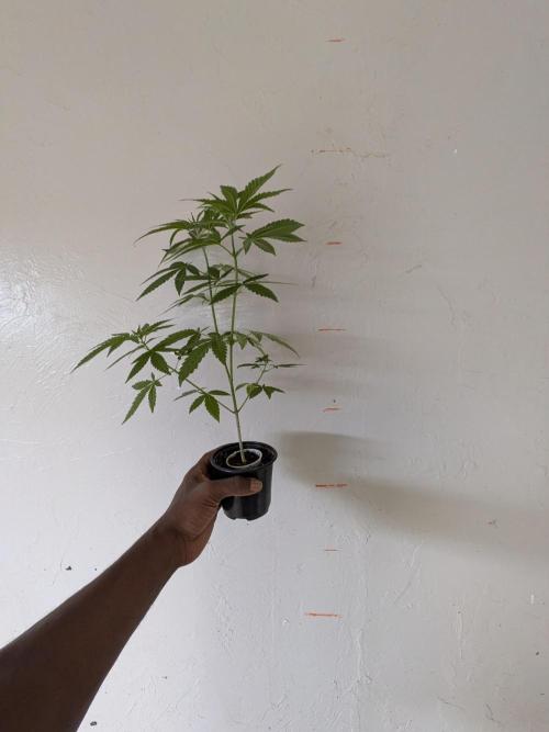 Zion train old man cologne/lime sneakers. Week 8