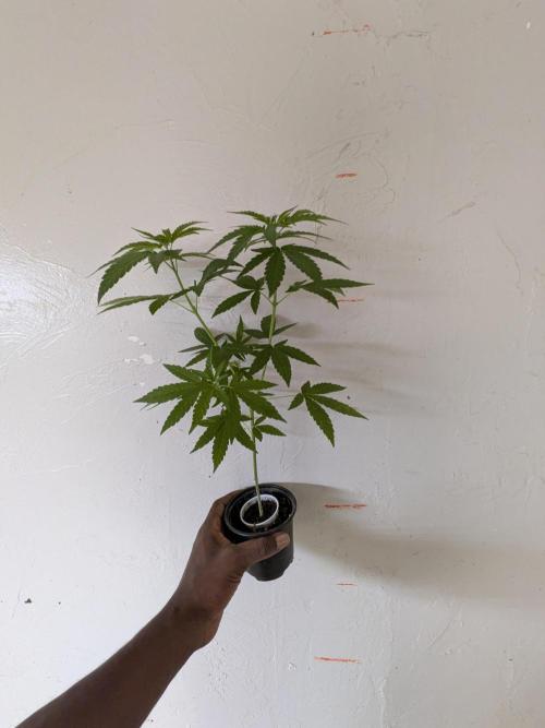 Zion train old man cologne/lime sneakers. Week 8