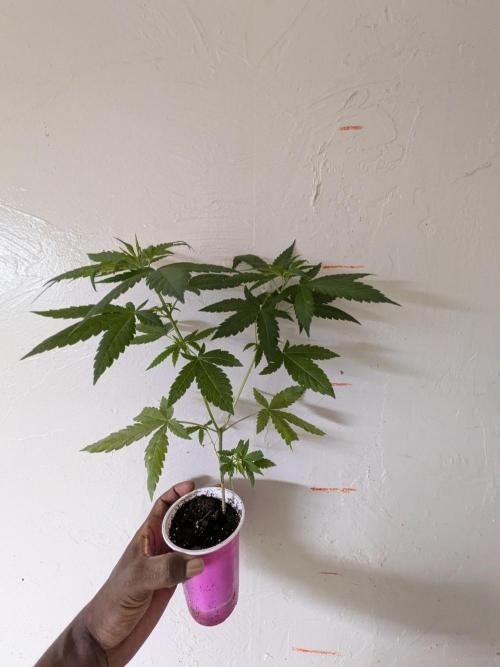 Zion train old man cologne/lime sneakers. Week 8