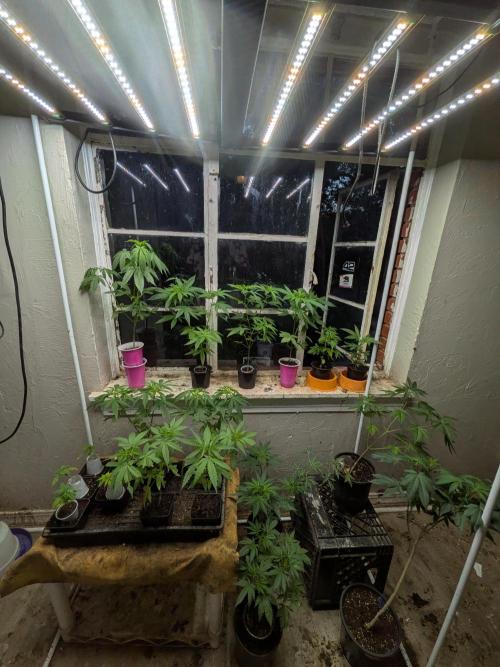 Zion train old man cologne/lime sneakers. Week 8