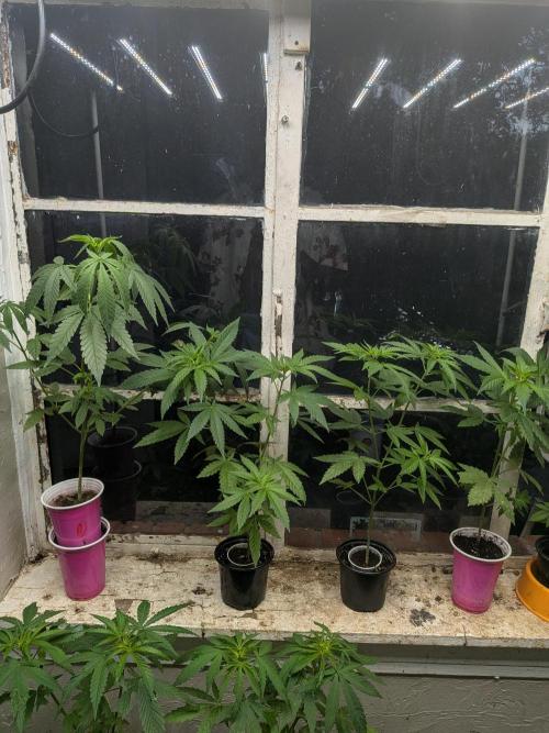 Zion train old man cologne/lime sneakers. Week 8