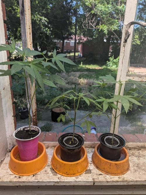 Zion train old man cologne/lime sneakers. Week 8