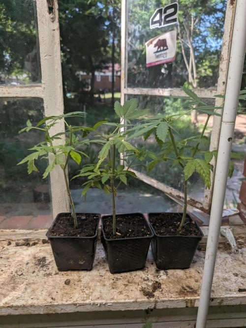 Zion train old man cologne/lime sneakers. Week 8
