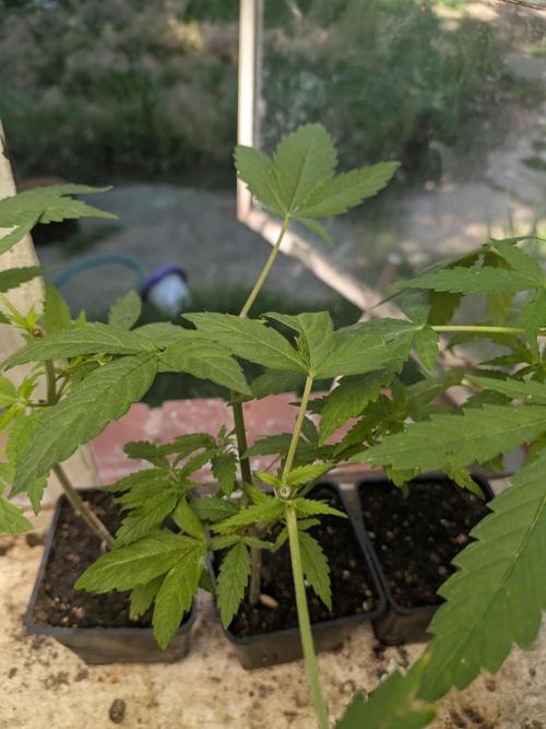 Zion train old man cologne/lime sneakers. Week 8