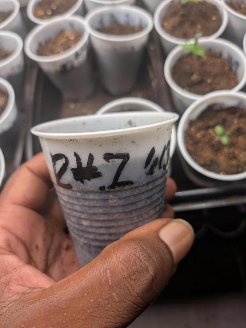 Roger #1 Series: Finding Cannabranium. Week 1