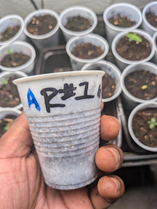Roger #1 Series: Finding Cannabranium. Week 1