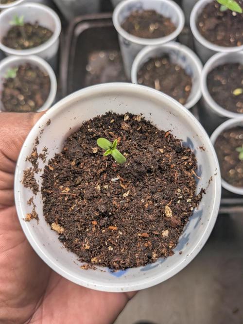 Roger #1 Series: Finding Cannabranium. Week 1